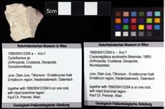 Foto (Objket + Etiketten) von Cracensigillatus acutirostris (Moericke, 1889) 